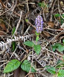 Image result for Platostoma