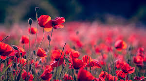 Portrait Blur Poppy Field Meadow Wallpaper 1920x1080 Wallpaper Teahub Io Find videos of blurred background.