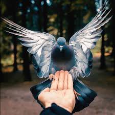 New The 10 Best Home Decor With Pictures Chegando O Dia De Pentecoste Estavam Todos Reunidos Num So Real Life Fairies Wildlife Photography Forest Fairy
