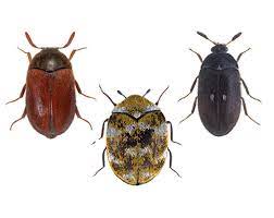 Little brown bugs in my kitchen drawers and had an exterminator come, he sprayed and they are still here, what do i do? Common Insect Pest Species In Homes Natural History Museum