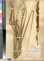 Image result for Tristachya superba