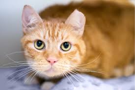 Most of the time, petsmart does this free of charge. Community Cats Everett Wa Official Website