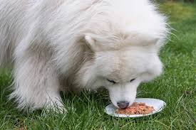 How much of my dog's raw diet should be meat/bones/fat/organs? The Raw Truth About Raw Feeding Hellobark