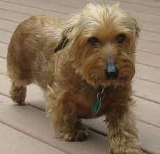 This is a trait the hybrid inherits from the dachshund side of the family. Dachshund Terrier Mix For Sale Petsidi