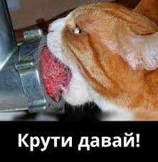 мясо :: буквы на черном фоне :: котэ (прикольные картинки с кошками) /  смешные картинки и другие приколы: комиксы, гиф анимация, видео, лучший  интеллектуальный юмор.