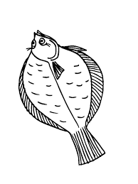 Flounder and sebastianariel, flounder and. Flounder Fish Coloring Pages Download And Print Flounder Fish Coloring Pages