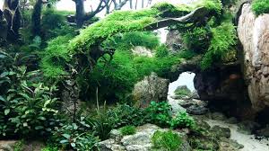 15747672 735342993308069 585061761706159877 N Jpg 960 540 Aquascape Aquarium Animals