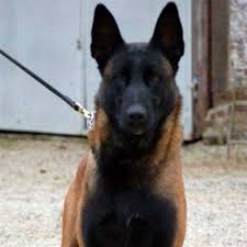 We also advertise stud dog services and other puppy for sale related items. Canadian Kennel Club Club Canin Canadien