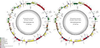 Image result for Alloeochaete oreogena
