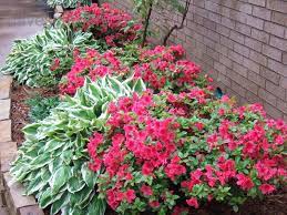 Beginner Gardening Small Young Azaleas What To Plant Around Them 1 By Fleursdefouquet Azaleas Landscaping Small Front Yard Landscaping Fence Landscaping