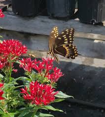 Image result for Pentas schumanniana