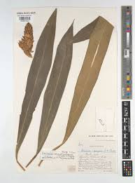 Image result for Aframomum angustifolium