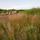 Summer Solstice Walks