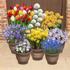 I must say that the after sales service of ashridge nurseries is the very best and encourages customers to return. Complete Spring Flowering Bulb Collection