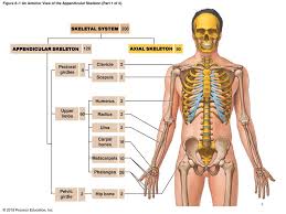 Male lower body anatomy : Fundamentals Of Anatomy Physiology Ppt Download