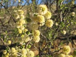 Image result for Acacia hebeclada