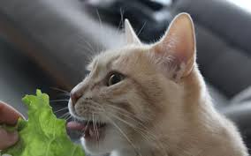 They are a good source of vitamins and minerals. 6 Reasons Why Cats Can Eat Lettuce With 4 Feeding Ways