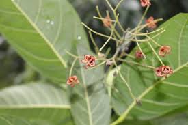 Image result for Sterculia