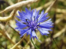 It appears very early in spring too. 40 Types Of Blue Flowers With Pictures Flower Glossary