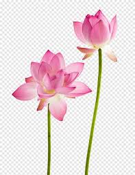 Teratai dikenal sebagai simbol keindahan oleh budaya tertentu. Wallpaper Bunga Teratai Flower Lotus Flowering Plant Lotus Family Petal Sacred Lotus Aquatic Plant Pink Plant Botany 1860806 Wallpaperkiss