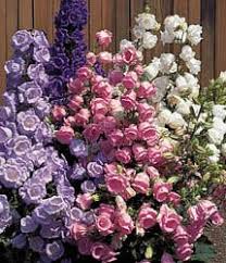 Canterbury Bells Beautiful Flowers Plants Pretty Flowers