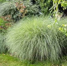 Miscanthus Sinensis Morning Light Etsy In 2021 Ornamental Grasses Grass Amazing Gardens