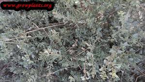 Image result for Atriplex halimus