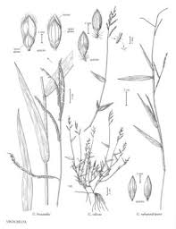 Image result for Urochloa