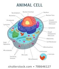 Animal Cell Images Stock Photos Vectors Shutterstock