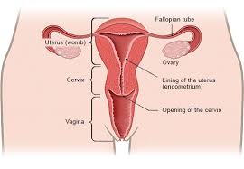 Outline the anatomy of the female reproductive system from external to internal. How Do The Female Sex Organs Work Informedhealth Org