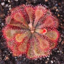 In nature, drosera oblanceolata grows in a tropical clilmate. Drosera Natalensis The Natal Sundew Curious Plant