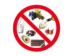 Alimentos Prohibidos Para Perros