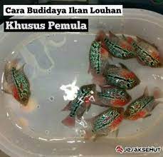 Siapkan akuarium dengan lebar sekitar 40 cm dan panjang 70 cm serta tinggi 40 cm. Panduan Buat Pemula 10 Cara Ternak Ikan Louhan Dari Nol Jejaksemut