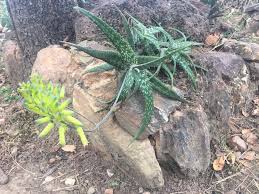 Image result for Aloe bicomitum
