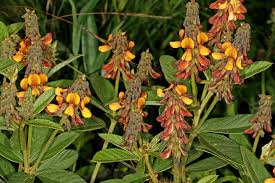 Image result for Eriosema ellipticum