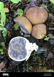 Image result for Scleroderma cepa