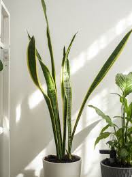 Order best indoor plants with pots for home, office, etc which requires minimal care and purify air too. The 8 Best Indoor Plants For Homes In India Goodhomes Co In