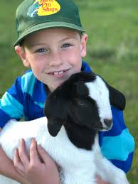 Introducing our new buck to some of his girls!