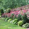 Landscaping ideas around chain link fence. 1
