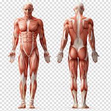 There are around 650 skeletal muscles within the typical human body. Human Physiology Human Anatomy Muscle Human Body Muscular System Muscle Transparent Background Png Clipart Hiclipart
