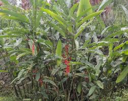 Image result for Pleurolobus salicifolius