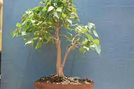 Bonsai workshop on how to shape a wild tree as bonsai and gain taper, be the creator, may.2018 how to repot and pruning bonsai banyan tree. How To Grow Bonsai From A Seed Bonsai Plants Bangalore Bonsai Trees Bangalore Buy Bonsai Plants Online