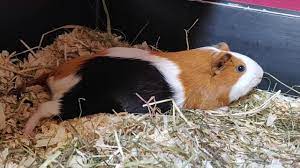 Meerschweinchen Kurz Vor Der Geburt Youtube