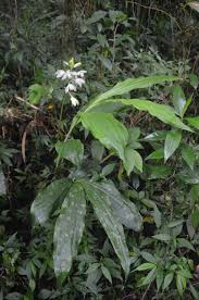 Image result for Phaius