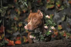 We've got loads more less traditional but equally awesome names down below. 1000 Best Pitbull Names For Boy Girl Dogs