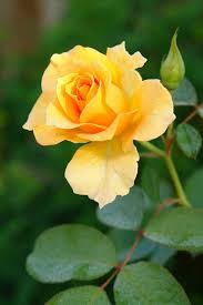 Maybe you would like to learn more about one of these? Friendship Rose I Hybrid Tea Roses Friendship Rose Amazing Flowers