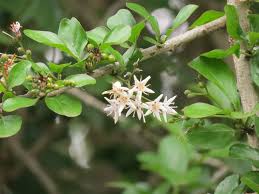 Image result for Ehretia rigida