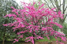 You do not need to have gardening experience to tackle this and it is a great way for people who do not consider themselves gardeners to contribute to. One Of Our Most Beautiful Spring Blooming Native Trees George S Plant Pick Of The Week Pennlive Com