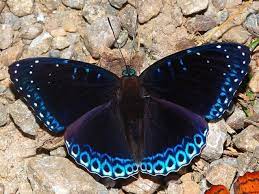 Stibochiona Nicea Imagenes De Mariposas Mariposas Fotos De Mariposas