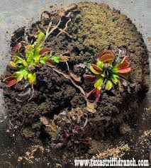 Maybe you would like to learn more about one of these? Venus Flytrap The Texas Triffid Ranch